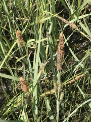 Carex nebrascensis