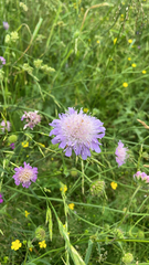 Knautia arvensis