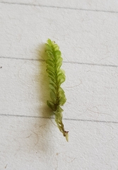 Chiloscyphus polyanthos