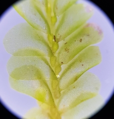 Chiloscyphus polyanthos