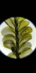 Chiloscyphus polyanthos