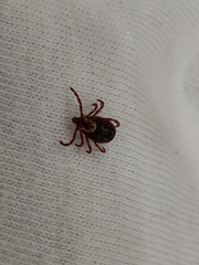 Dermacentor variabilis