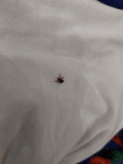 Dermacentor variabilis