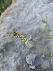 Dalea candida oligophylla