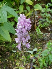 Aconitum leucostomum