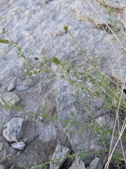 Dalea candida oligophylla