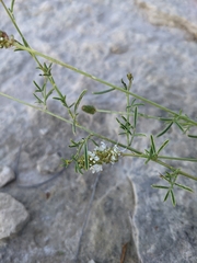 Dalea candida oligophylla