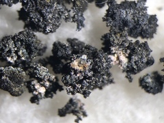 Image of Lempholemma cladodes