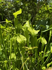 Sarracenia jonesii