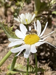 Colletes daviesanus