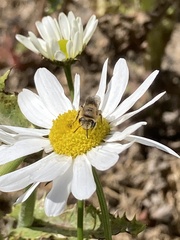 Colletes daviesanus