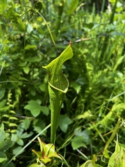 Sarracenia jonesii