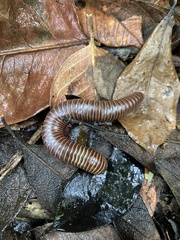 Rhinocricus parcus