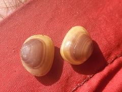 Sphaerium rhomboideum