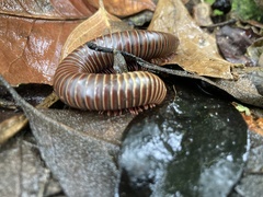 Rhinocricus parcus