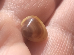 Sphaerium rhomboideum