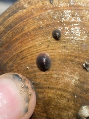 Crepidula convexa