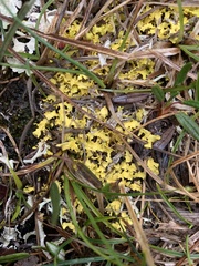 Vulpicida juniperinus