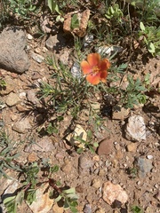 Portulaca suffrutescens