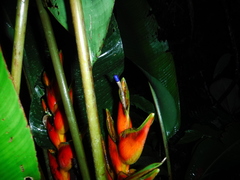 Heliconia bihai
