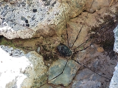 Mitopus glacialis