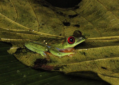 Agalychnis saltator