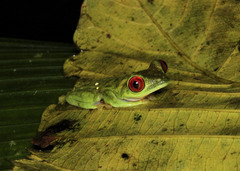 Agalychnis saltator