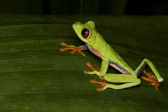 Agalychnis saltator