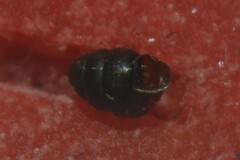 Vertigo antivertigo