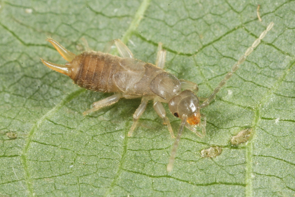 Lesser Earwig