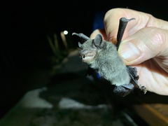 Eptesicus furinalis