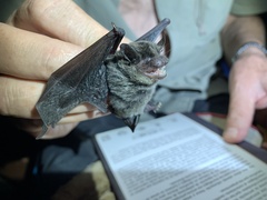 Eptesicus furinalis