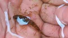 Cottus gobio
