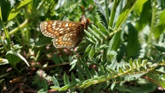 Euphydryas intermedia