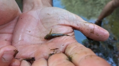 Cottus gobio