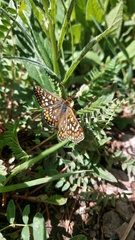 Euphydryas intermedia