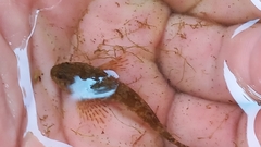 Cottus gobio