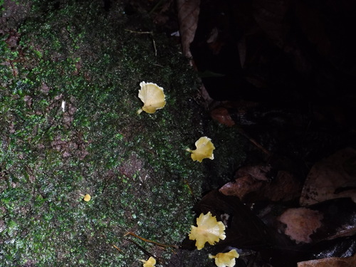 Cotylidia aurantiaca image