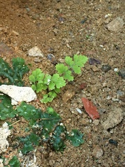 Cystopteris fragilis