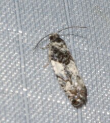 Gypsonoma adjuncta