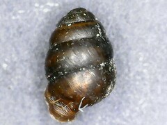 Vertigo antivertigo