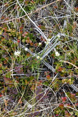 Stellaria peduncularis