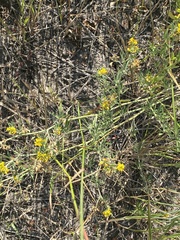 Medicago falcata