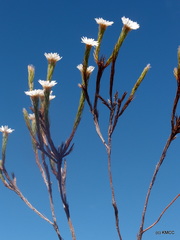 Helichrysum candollei