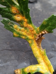 Puccinia lagenophorae