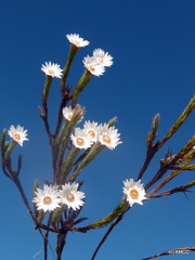 Helichrysum candollei