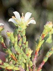 Diosma passerinoides