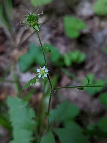 rough avens (Geum laciniatum)