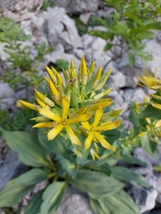 Gentiana lutea symphyandra