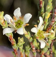 Diosma passerinoides